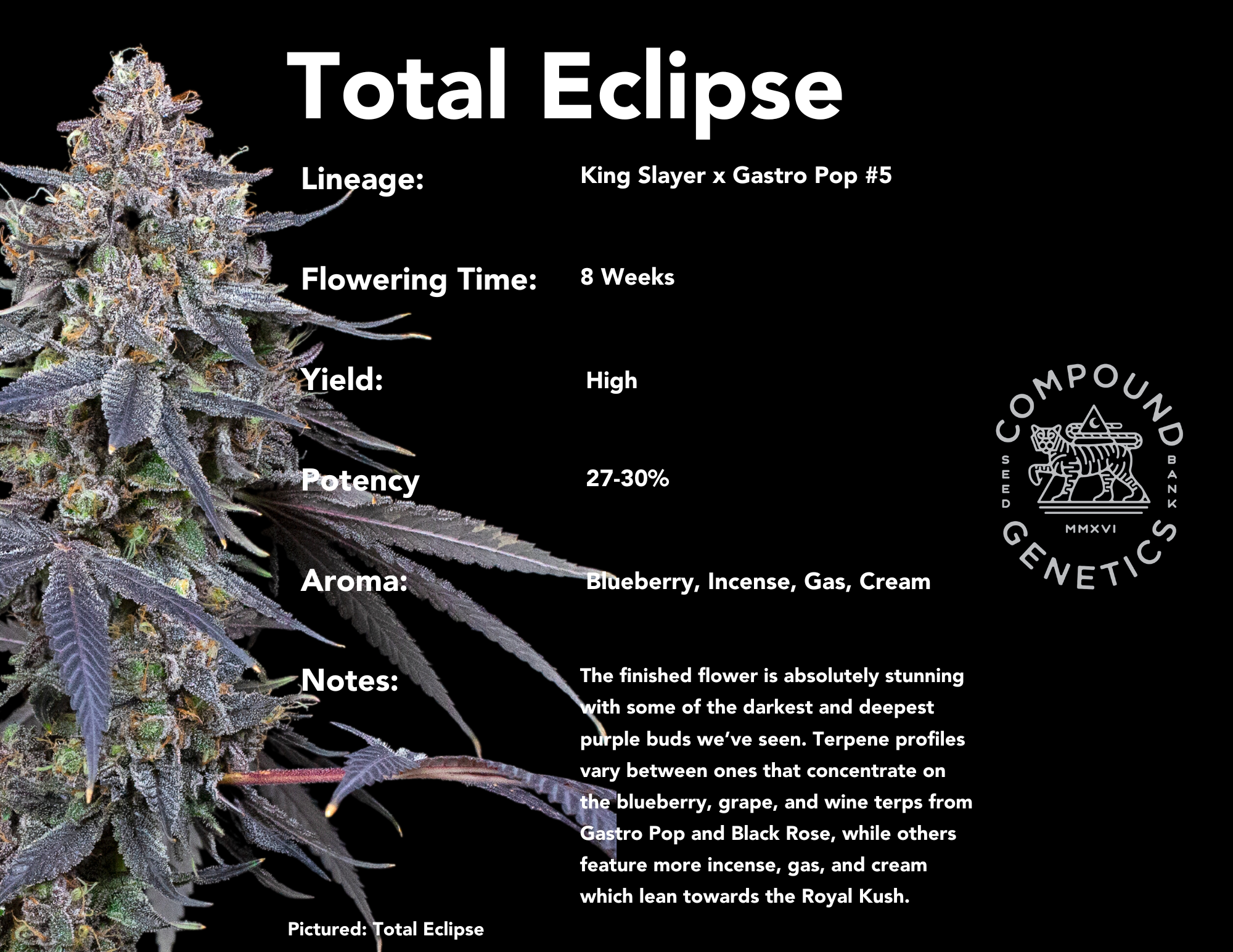 Total Eclipse bred by Compound Genetics King Slayer x Gastro Pop #5