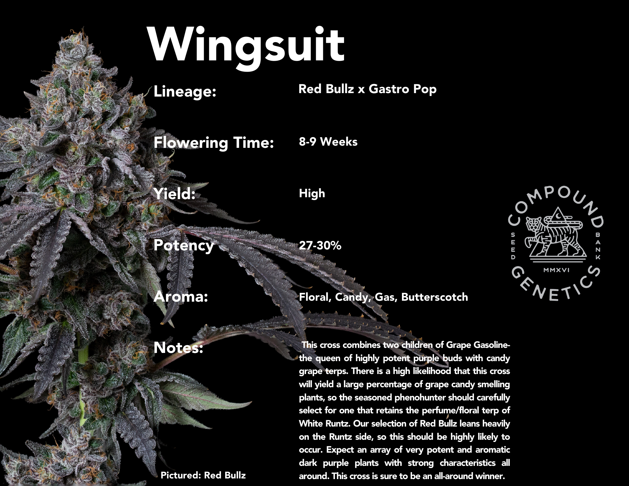 Wingsuit bred by Compound Genetics