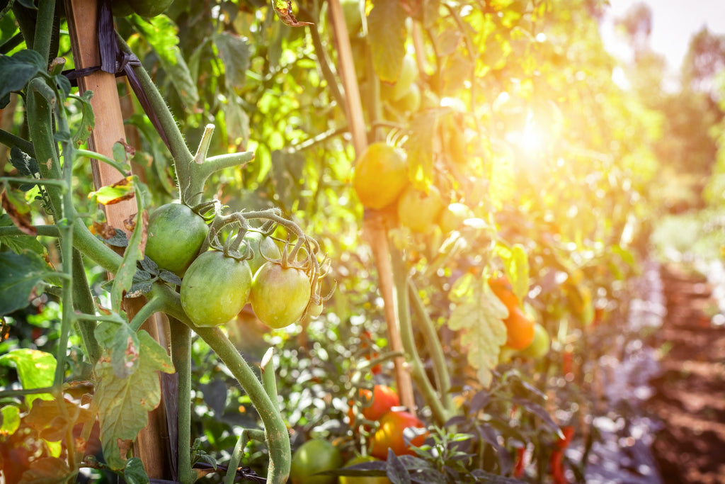 Tomatoes-Need-Grander-Water