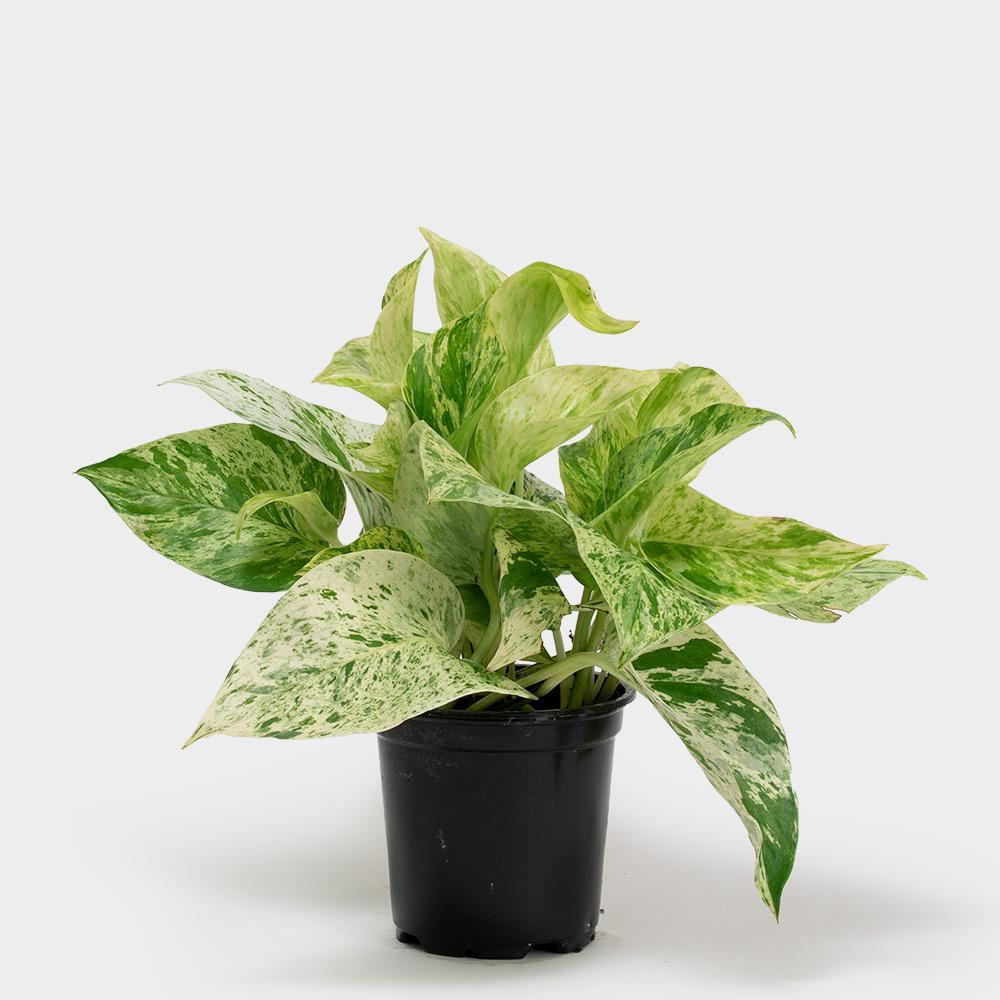 plant, wellness, home decor