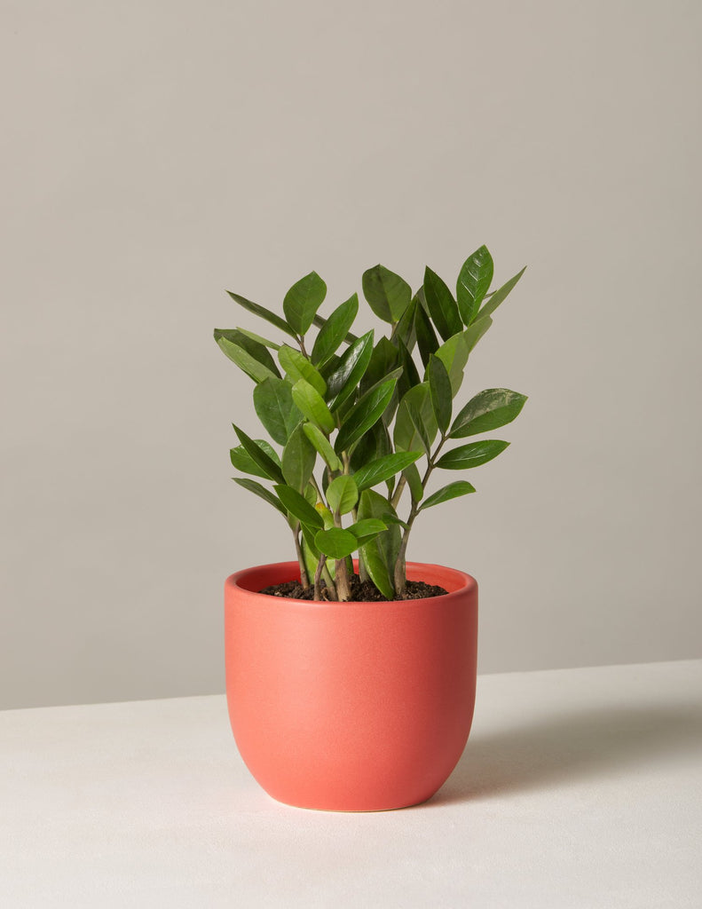 plant, wellness, home decor