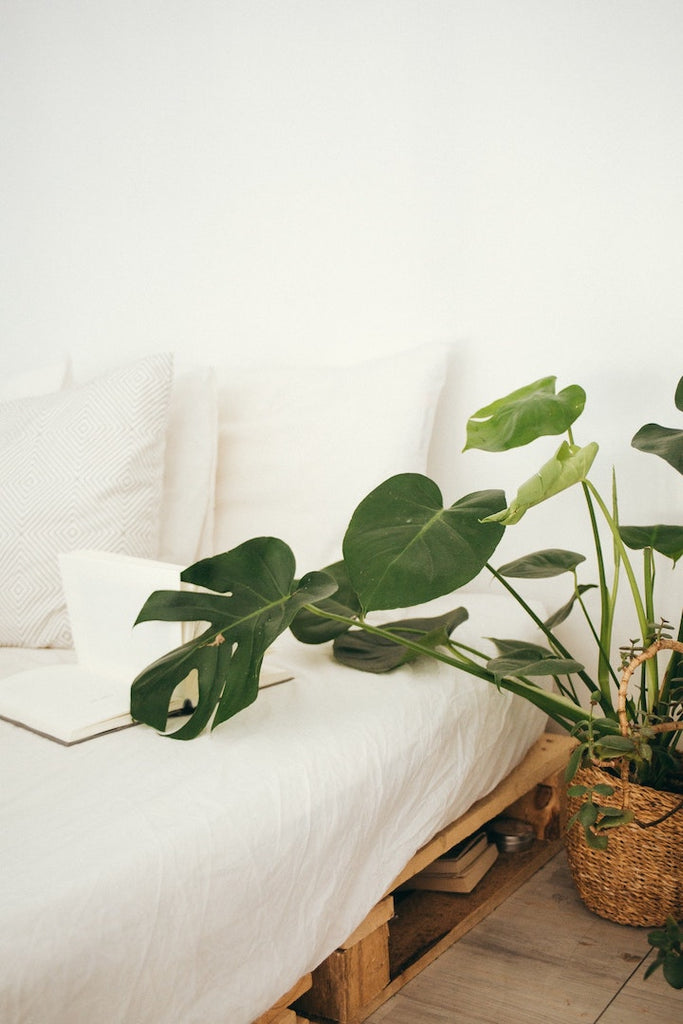 Sustainable earthy bedroom white with green plant