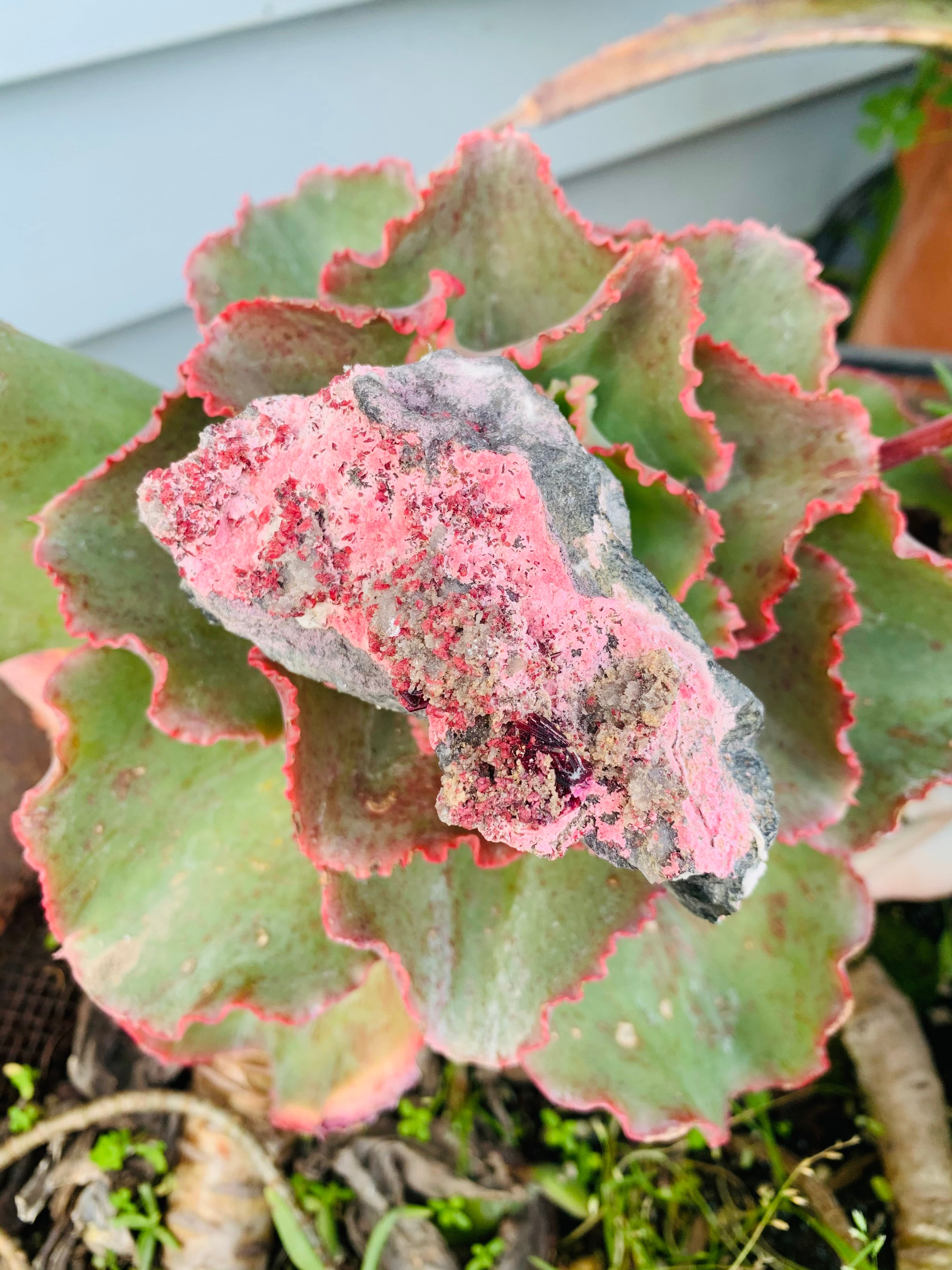 Cobaltoan Calcite