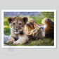 Giclée print of a painting of two lion cubs by wildlife artist Naomi Jenkin. 