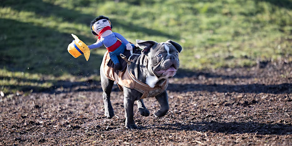 French Bulldog pup dons a stuffed cowboy toy for a Halloween costume