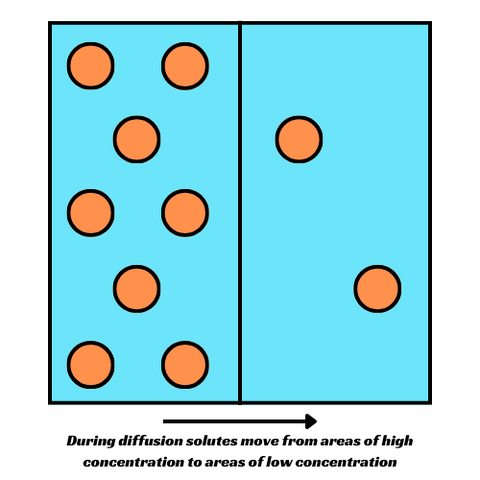 During diffusion solutes move from areas of high concentration to areas of low concentration.