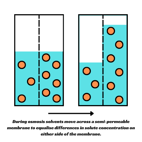 During osmosis solvents move across a semi-permeable membrane to equalise differences in solute concentration on either side of the membrane.