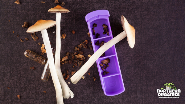 Micro Doses of Mushrooms in a Dispenser