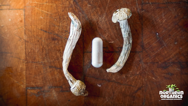 Mushrooms accompanied by a medication capsule