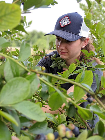 Blueberry Picking for Piper Mint Blues Piper and Leaf Herbal Mint tea