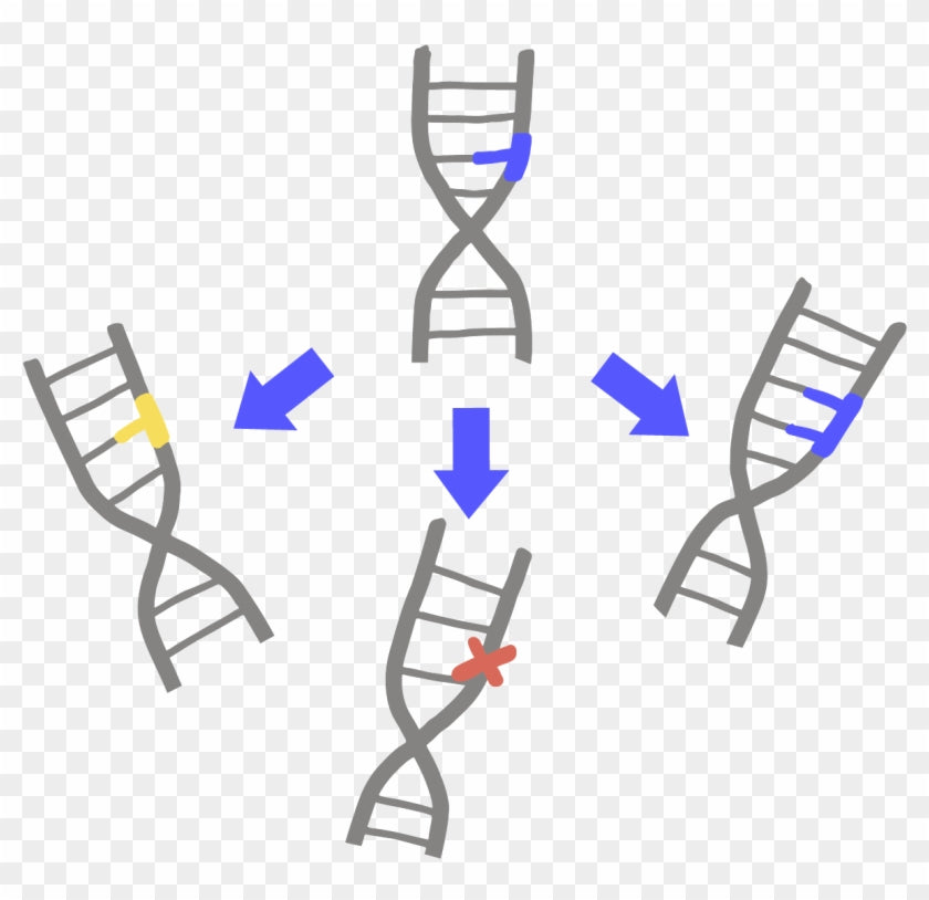 Genetic variation: a change in DNA sequence