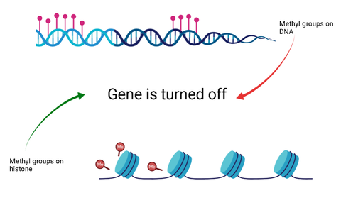 Epigenetics diagram: turn off gene with methylation 
