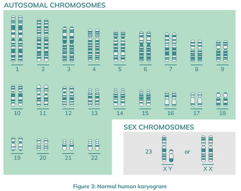 Human karyogram_ chromosomes