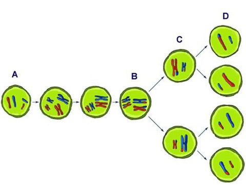 Figure 1: A simplistic illustration of meiosis.
