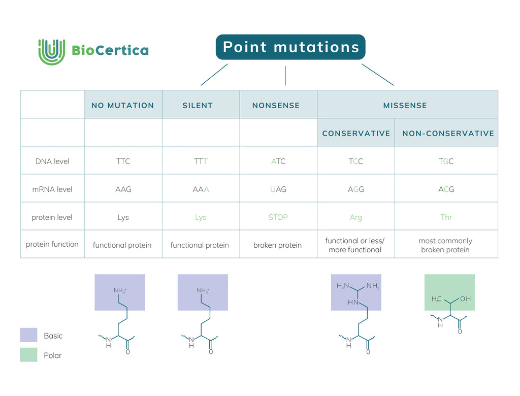 Different types of point mutations