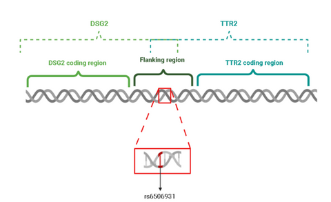 Figure 1: A SNP belonging to two genes