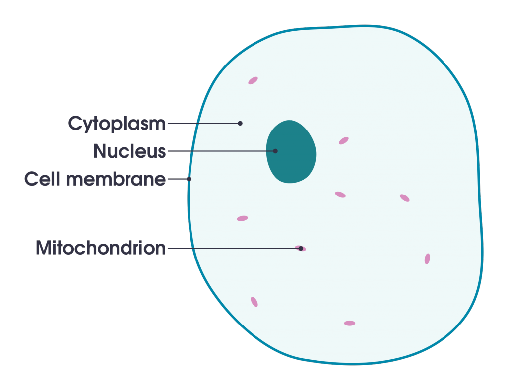 Basic cell structure