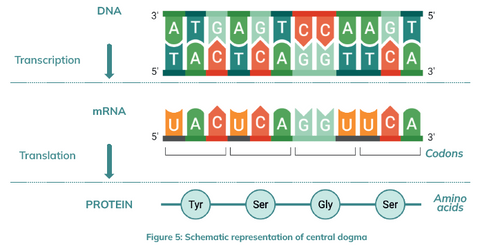 Central dogma: Translation of DNA into RNA and Translation into protein 