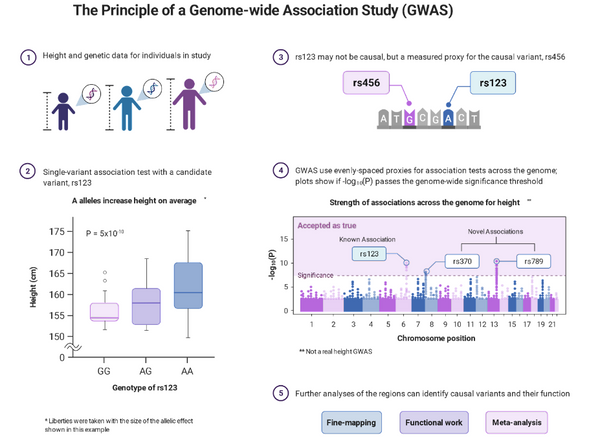 Overview of GWAS