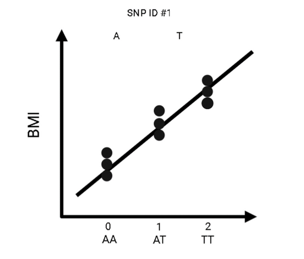 Figure 1: Association between SNP and BMI