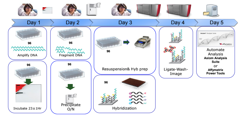 An explanatory photo showing how genotyping is performed.