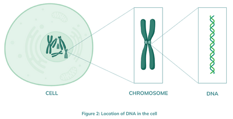Where is DNA in the cell?