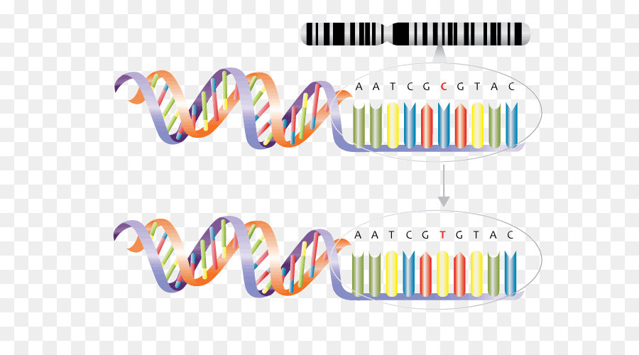 SNP - a single nucleotide change