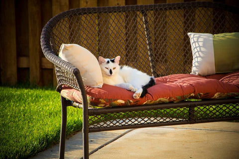 A cat relaxing on an outdoor sofa