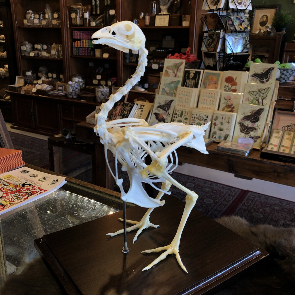 Articulated Chicken Skeleton