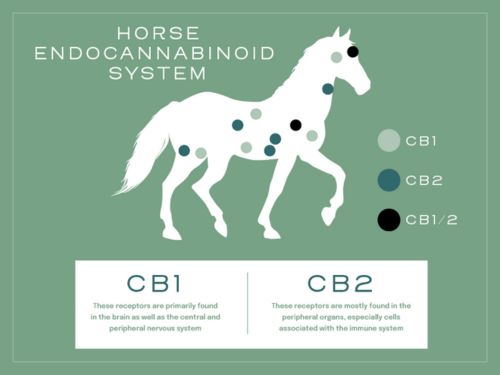 CBD for horses 