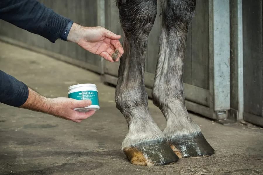 cbd balm for horses.jpg__PID:6cdddb2f-44ef-4ad6-8cdb-df23db963592