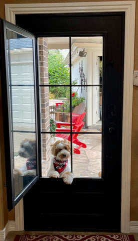 Wrought Iron Door puppy