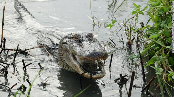alligator in swamp