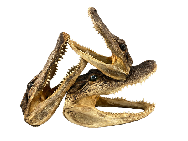 gator heads