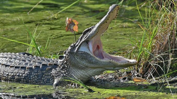 alligator yawning