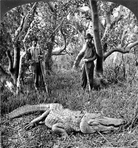 vintage alligator hunt in Everglades