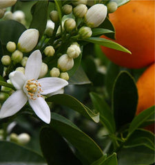 Oranjebloesem