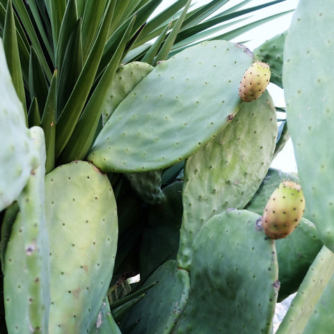 Cactusvijgplant 