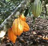 árbol de cacao con semillas sin cosechar en Pangoa Perú