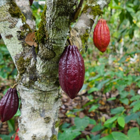 arbol de cacao - cacaotero