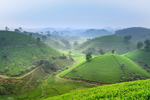 Assam Tee Teeanbaugebiet Indien