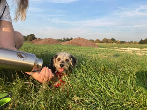 Edelstahlflasche und Hund auf Wiese