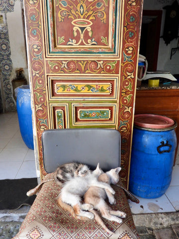 ic: sleeping kittens in Morocco
