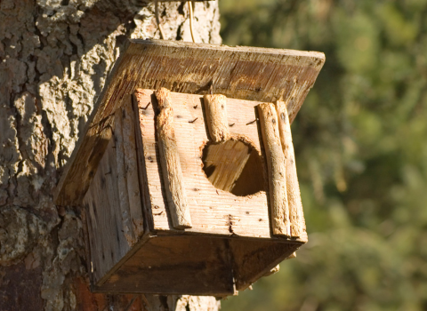 Building a Birdhouse using a power drill set