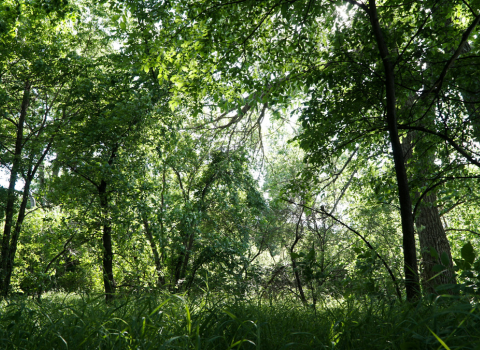 Overgrown Trees