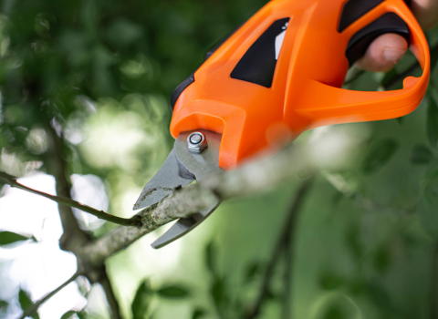Making the Right Cuts for plants using a tree pruner