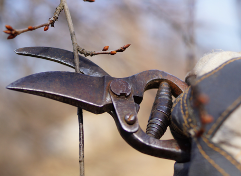 Winter Pruning in Garden Maintenance