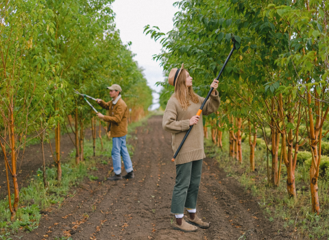 Pruning