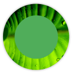 Palmblad Groen