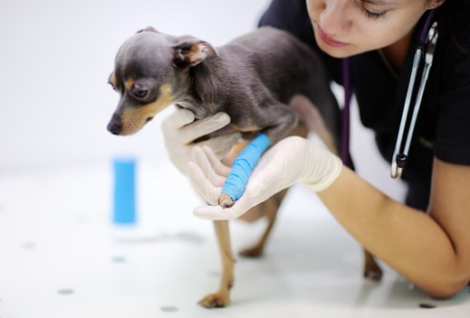 What Can I Give My Dog for Joint Pain? - Healthy Dog World